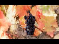 P1090487 - copia.RAW